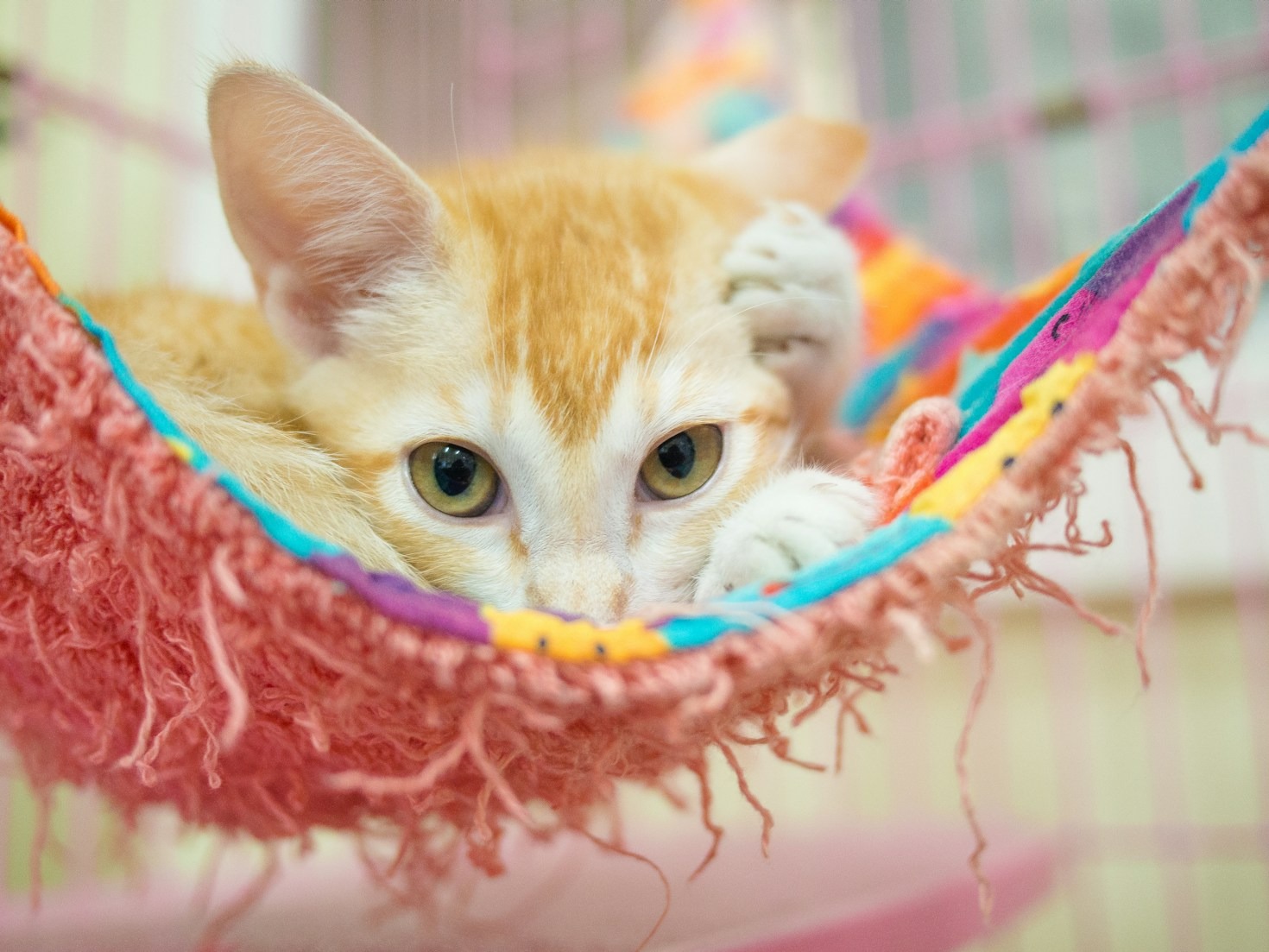 Innovative Features for Modern Animal Shelters